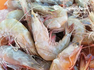  21 Lobeter Shrimp, squid, octopus, calamari, oysters, seashells, crab, fish