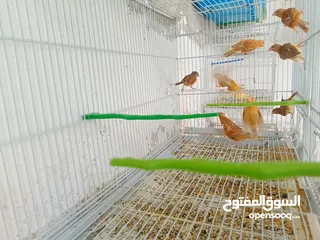  7 طيور كنار مشكله