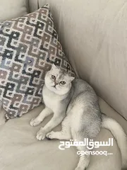  5 ذكر سكوتش فولد ابيض للتزاوج grey shaded