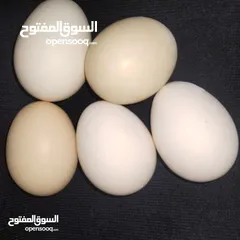  2 بيض دجاج عرب