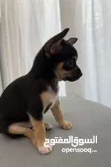  1 Chihuahua