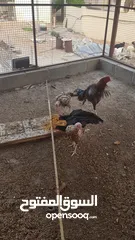  1 دجاج بكستني
