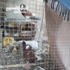  4 عرطه زوج نفاخ عملاق وثلاثه ازواج نمساوي