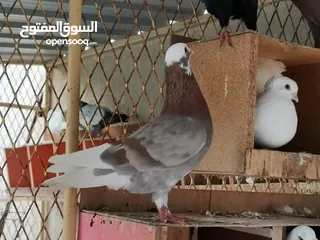  20 all typs of pigeons have.. Far sale