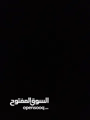  13 كلب زينة kokoni للبيع بسعر نار