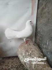  5 جواز للبيع