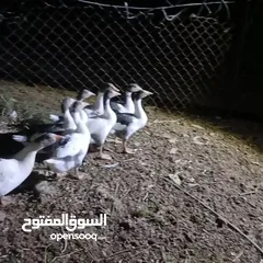  3 وز للبيع العدد 6  او للبدل على دجاج بلدي