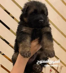  3 Pure puppies german shepherd for sale