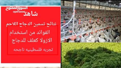  29 علف الازولا يزرع مره وينتج يوميا مدى الحياه للدجاج والمواشي وجميع الحويانات