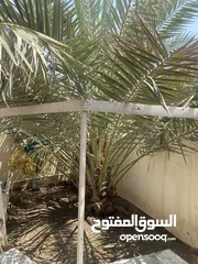  3 بيت للبيع في الامل 1