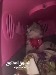  2 قطه للتبني انثى شيرازي