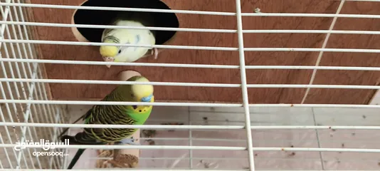  4 Love birds with cage and auto dispenser good condition