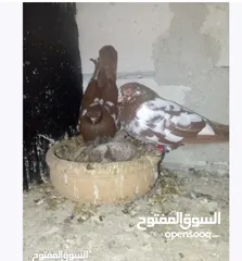  5 جواز زق شغاله مكفؤله تحتهم بيض وفراخ ابعث واتس واستلم الفيديو كامل