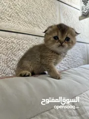  11 بسم الله ما شاء الله
