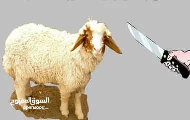  5 لحام جزار متفرغ دبح في المنازل