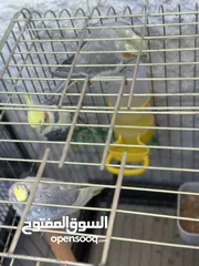  2 كوكتيل + درة
