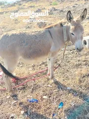  1 احماره للبيع