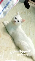 4 قطه انثى للبيع بسعر 27ريال عماني