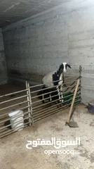  2 عبورة لحم للبيع االلي معني يتواصل معي
