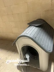  6 كلب قولدن جهاز مع كل مطاعيم و جواز سفر و مايكرو تشيب ذكر