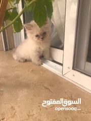  19 قطط كان هملايا بلو وهملايا اورنج عمر45 يوم