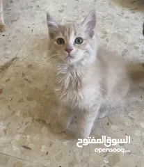  7 قطط للبيع او التبني