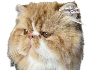 1 ذكر للتزاوج