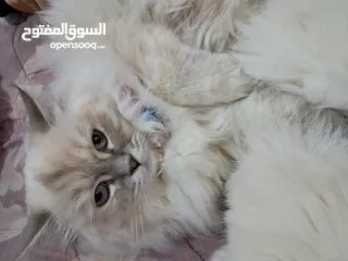  1 هملايا ذكر وانثى