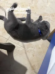  10 قط Scottish Fold للبيع بسعر مميز