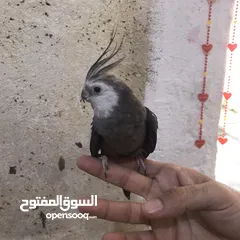  2 كوكتيل للبيع اقراء الوصف