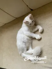  2 قط شيرازي للبيع