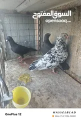  3 11 جوز مساويد، كشامره هومرات محيرات بواز مزهورات اسطنابله