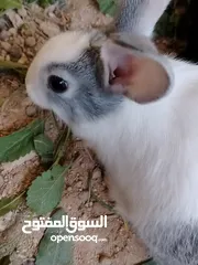  2 ارانب بلدي.. فرنسي..الذبح...جميع الوان والعمار وانثى وذكور...