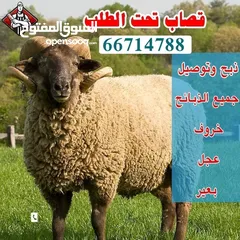  1 قصاب الكويت  زبح وتوصل جميع انواع الذبائح   خروف  عجل  بعير