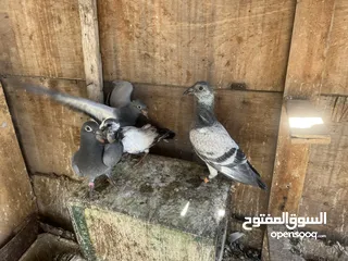  11 7 حبات طيور حمام  وفراخ زواجل للبدل على كنارات او بيع بسعر حررررررق