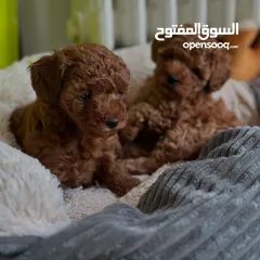  2 جراء بودل مستويات عالية جدا جدا جدا اهالي استيراد خارجي مستويات خرافية تسليم في أي عياده بيطرية