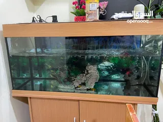  4 fish aquarium with dolphin filter