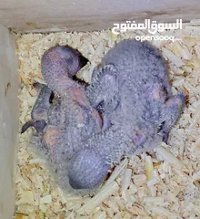  6 للزق اليدوي فراخ لوري رينبو قوس قزح العمر 17 يوم