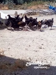  2 فراخ عمر شهرين الحبه على دينارين وربع