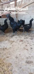  1 بيض للتفقيص لامبرجيني لاصلي لحم عضم ريش اسود