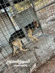  1 كلب جيرمن عمان