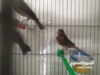  11 طيور كناري لون مخملي  للبيع المستعجل ( اقرأ الوصف جيدا )