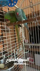  2 Indian ringneck Breeding Pair (blue female +green male ) with eggs  for rehoming