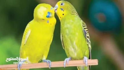  5 ببغاء لوري وكروان وحب للبيع بسعر حررق اقرء الوصف جيدااا