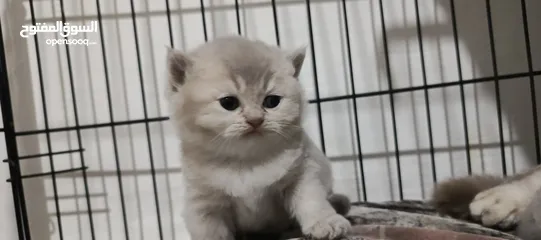  7 ذكر بريتش للتزاوج