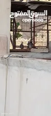  1 كوكتيل وايت فيس جوزين شغالات