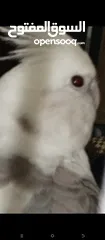  4 ببغاء كوكتيل