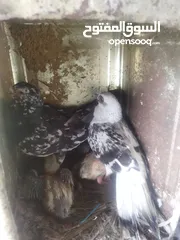  1 جواز بواز بسعر حرق