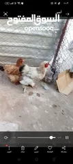  1 زوج دجاج براها