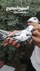  15 طيور فلت بسعر نار اقرأ الوصف